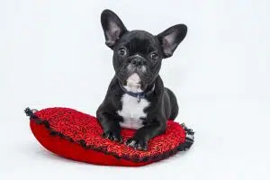 A dog.