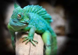 Exotic pet reptile